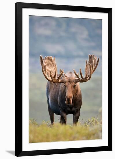 Bull Moose in Tundra Willows, Denali National Park, Alaska-Hugh Rose-Framed Giclee Print
