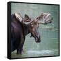 Bull Moose in Water Wetland Pond Lake River, Glacier National Park, Montana. Trophy Big Game Huntin-Tom Reichner-Framed Stretched Canvas