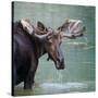 Bull Moose in Water Wetland Pond Lake River, Glacier National Park, Montana. Trophy Big Game Huntin-Tom Reichner-Stretched Canvas