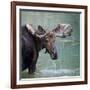 Bull Moose in Water Wetland Pond Lake River, Glacier National Park, Montana. Trophy Big Game Huntin-Tom Reichner-Framed Photographic Print
