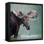 Bull Moose in Water Wetland Pond Lake River, Glacier National Park, Montana. Trophy Big Game Huntin-Tom Reichner-Framed Stretched Canvas