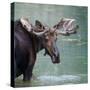Bull Moose in Water Wetland Pond Lake River, Glacier National Park, Montana. Trophy Big Game Huntin-Tom Reichner-Stretched Canvas