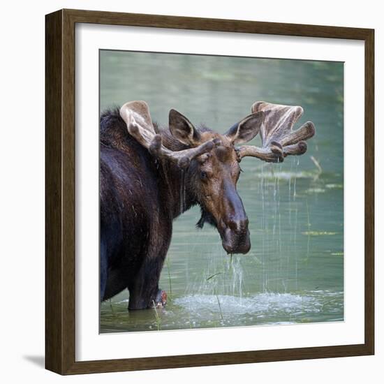 Bull Moose in Water Wetland Pond Lake River, Glacier National Park, Montana. Trophy Big Game Huntin-Tom Reichner-Framed Photographic Print