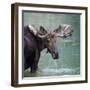 Bull Moose in Water Wetland Pond Lake River, Glacier National Park, Montana. Trophy Big Game Huntin-Tom Reichner-Framed Photographic Print