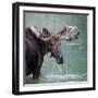 Bull Moose in Water Wetland Pond Lake River, Glacier National Park, Montana. Trophy Big Game Huntin-Tom Reichner-Framed Photographic Print