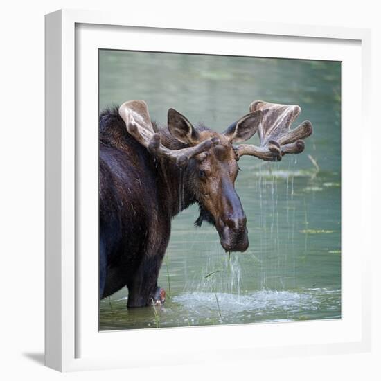 Bull Moose in Water Wetland Pond Lake River, Glacier National Park, Montana. Trophy Big Game Huntin-Tom Reichner-Framed Photographic Print