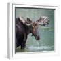 Bull Moose in Water Wetland Pond Lake River, Glacier National Park, Montana. Trophy Big Game Huntin-Tom Reichner-Framed Photographic Print