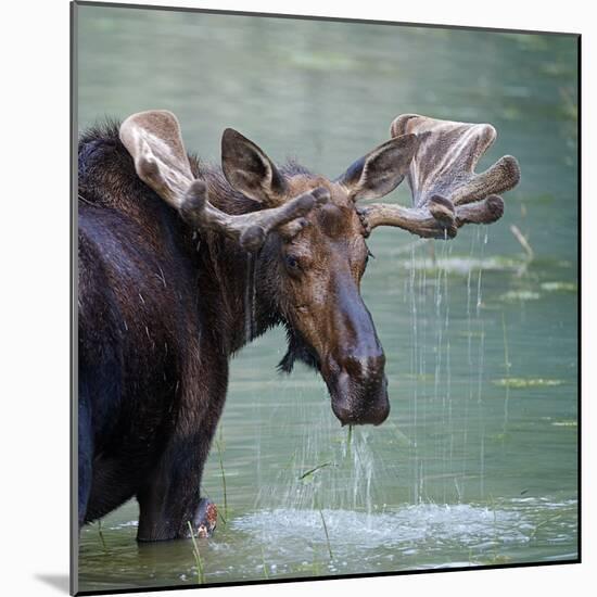 Bull Moose in Water Wetland Pond Lake River, Glacier National Park, Montana. Trophy Big Game Huntin-Tom Reichner-Mounted Photographic Print