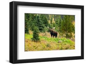 Bull Moose Kananaskis Canada-null-Framed Art Print