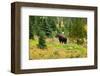 Bull Moose Kananaskis Canada-null-Framed Art Print