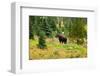 Bull Moose Kananaskis Canada-null-Framed Art Print