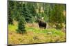 Bull Moose Kananaskis Canada-null-Mounted Art Print