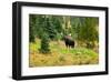 Bull Moose Kananaskis Canada-null-Framed Art Print