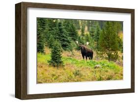 Bull Moose Kananaskis Canada-null-Framed Art Print