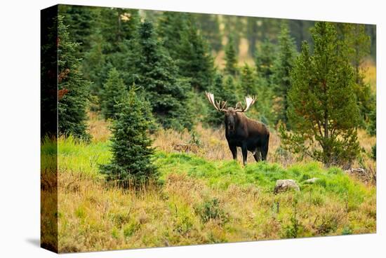 Bull Moose Kananaskis Canada-null-Stretched Canvas