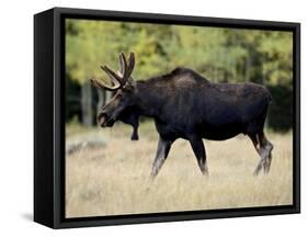 Bull Moose, Roosevelt National Forest, Colorado-James Hager-Framed Stretched Canvas