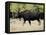 Bull Moose, Roosevelt National Forest, Colorado-James Hager-Framed Stretched Canvas