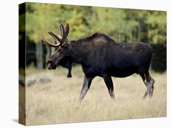 Bull Moose, Roosevelt National Forest, Colorado-James Hager-Stretched Canvas