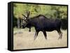 Bull Moose, Roosevelt National Forest, Colorado-James Hager-Framed Stretched Canvas