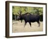 Bull Moose, Roosevelt National Forest, Colorado-James Hager-Framed Premium Photographic Print