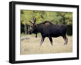 Bull Moose, Roosevelt National Forest, Colorado-James Hager-Framed Premium Photographic Print