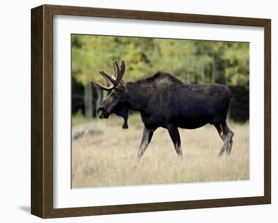 Bull Moose, Roosevelt National Forest, Colorado-James Hager-Framed Photographic Print