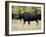 Bull Moose, Roosevelt National Forest, Colorado-James Hager-Framed Photographic Print