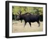 Bull Moose, Roosevelt National Forest, Colorado-James Hager-Framed Photographic Print