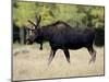 Bull Moose, Roosevelt National Forest, Colorado-James Hager-Mounted Photographic Print