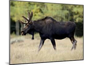 Bull Moose, Roosevelt National Forest, Colorado-James Hager-Mounted Photographic Print