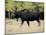 Bull Moose, Roosevelt National Forest, Colorado-James Hager-Mounted Photographic Print