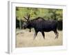 Bull Moose, Roosevelt National Forest, Colorado-James Hager-Framed Photographic Print