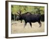 Bull Moose, Roosevelt National Forest, Colorado-James Hager-Framed Photographic Print