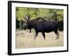 Bull Moose, Roosevelt National Forest, Colorado-James Hager-Framed Photographic Print