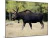 Bull Moose, Roosevelt National Forest, Colorado-James Hager-Mounted Photographic Print