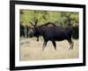 Bull Moose, Roosevelt National Forest, Colorado-James Hager-Framed Photographic Print