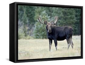 Bull Moose, Roosevelt National Forest, Colorado-James Hager-Framed Stretched Canvas