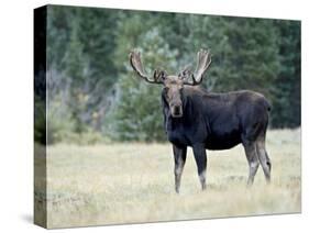 Bull Moose, Roosevelt National Forest, Colorado-James Hager-Stretched Canvas