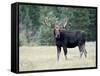 Bull Moose, Roosevelt National Forest, Colorado-James Hager-Framed Stretched Canvas