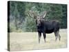 Bull Moose, Roosevelt National Forest, Colorado-James Hager-Stretched Canvas