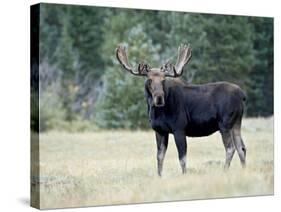 Bull Moose, Roosevelt National Forest, Colorado-James Hager-Stretched Canvas