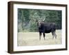 Bull Moose, Roosevelt National Forest, Colorado-James Hager-Framed Photographic Print