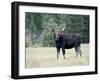 Bull Moose, Roosevelt National Forest, Colorado-James Hager-Framed Photographic Print