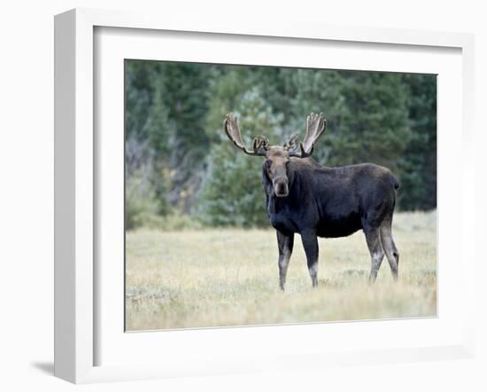 Bull Moose, Roosevelt National Forest, Colorado-James Hager-Framed Photographic Print