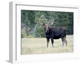 Bull Moose, Roosevelt National Forest, Colorado-James Hager-Framed Photographic Print