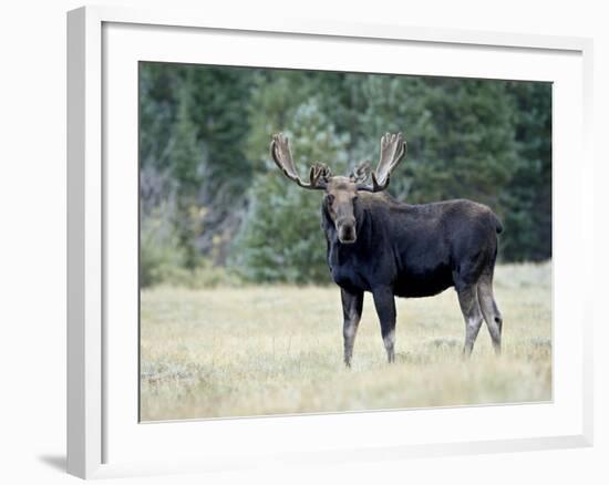 Bull Moose, Roosevelt National Forest, Colorado-James Hager-Framed Photographic Print