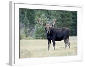 Bull Moose, Roosevelt National Forest, Colorado-James Hager-Framed Photographic Print