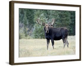 Bull Moose, Roosevelt National Forest, Colorado-James Hager-Framed Photographic Print