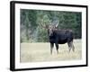 Bull Moose, Roosevelt National Forest, Colorado-James Hager-Framed Photographic Print