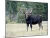 Bull Moose, Roosevelt National Forest, Colorado-James Hager-Mounted Photographic Print